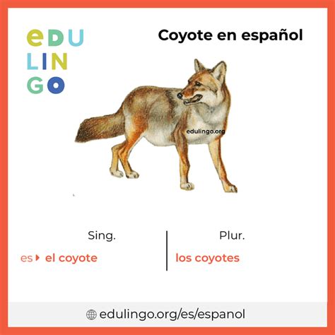 plural of coyote|cayete meaning.